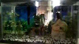 2nd test (MOV-0006.3gp) for June 30, 2007, 06:17 PM