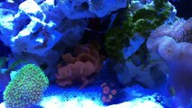 Nuvo Fusion 10 - Sponge, Harlequin Shrimp, and Leather Coral