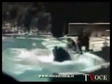 ACTUAL FOOTAGE ~ KILLER WHALES mangle 1 trainer & nearly kills another ORCAS ORCA at SeaWorld