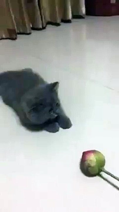 Le chaton et la fleur