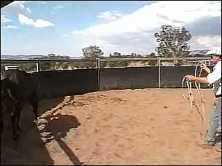 Binnia Kluger Lot 23 Landmark Equine Progressive Genetics Sale