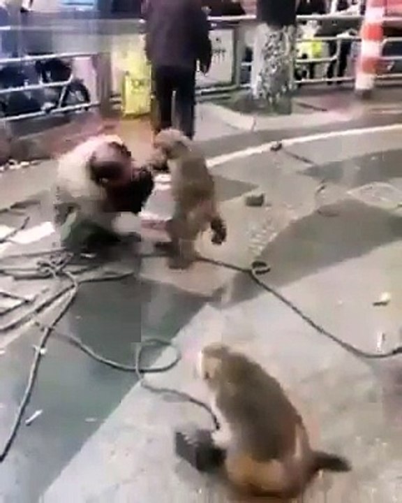 Scène de bagarre avec des singes