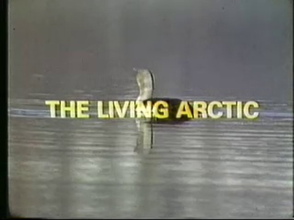 Wildlife Mysteries - The Living Arctic (Part 1/2)