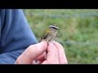 Smallest Birds In The World