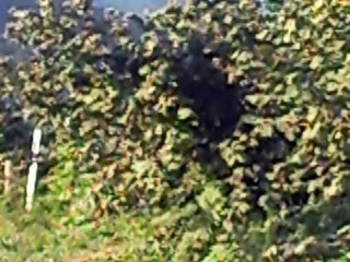 05.07.2016. Köyümüzde Bayram Sabahi (16)