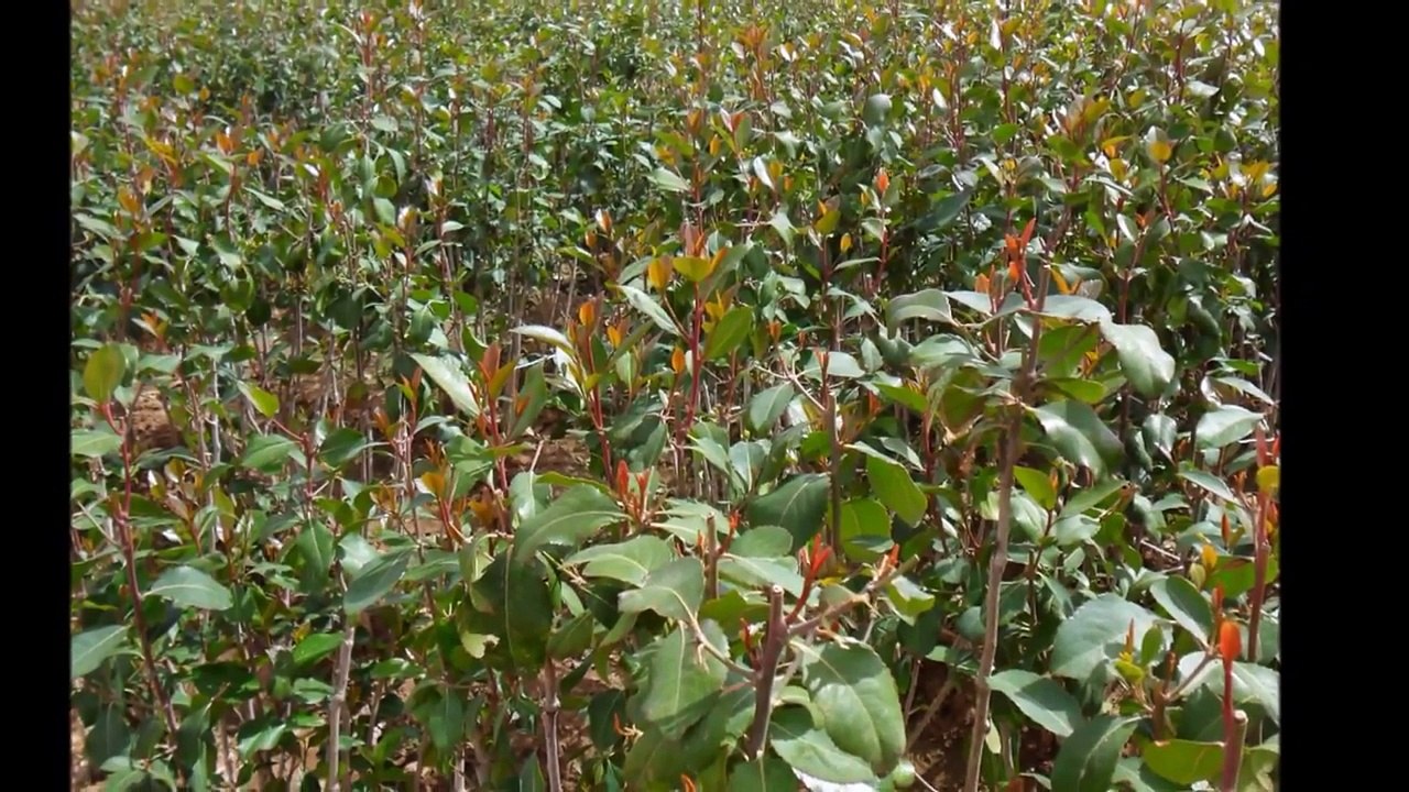 صور من ذمار عنس ذي سحر pictures from yemen thamar