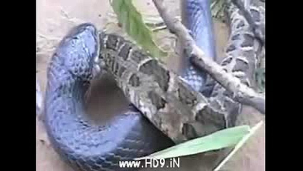 King_Cobra_vs_Python_One_Gets_Eatenwh