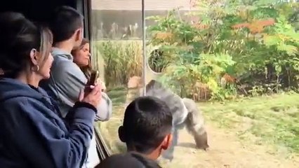 Alors que deux gorilles se battent, une femme crie "Mais où sont les gardiens ? "