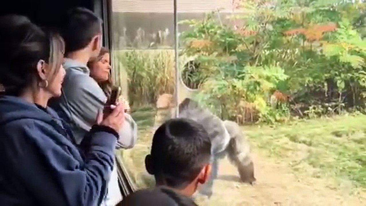 Alors que deux gorilles se battent, une femme crie "Mais où sont les gardiens ? "