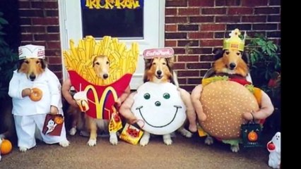 Funny-Cute Animal Halloween Costumes 2015