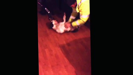 English bull terrier play fight (20 months old Tarzan)