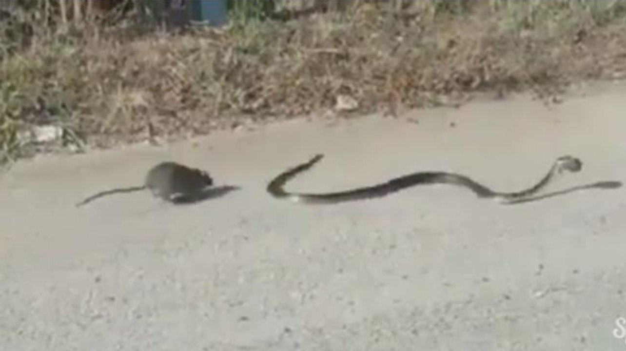 Ce rat fait tout pour sauver son bébé !