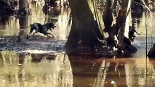 Hog Hunting Florida Style/ Swampmonsterkennels/ 11-27-15
