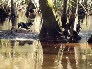 Hog Hunting Florida Style/ Swampmonsterkennels/ 11-27-15