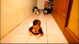 Husky who mimic baby : D ( 아기를 흉내내는 2마리 허스키 ㅋㅋ)