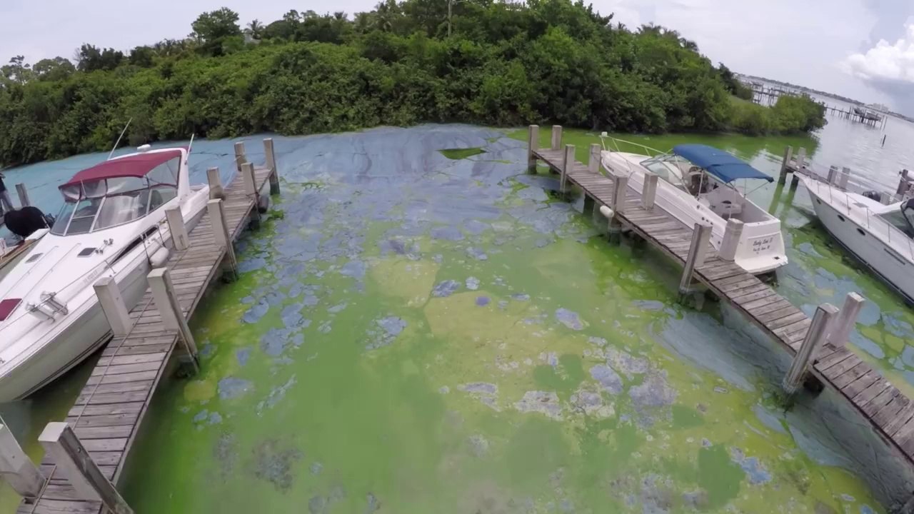 Des algues toxiques et nauséabondes envahissent la Floride
