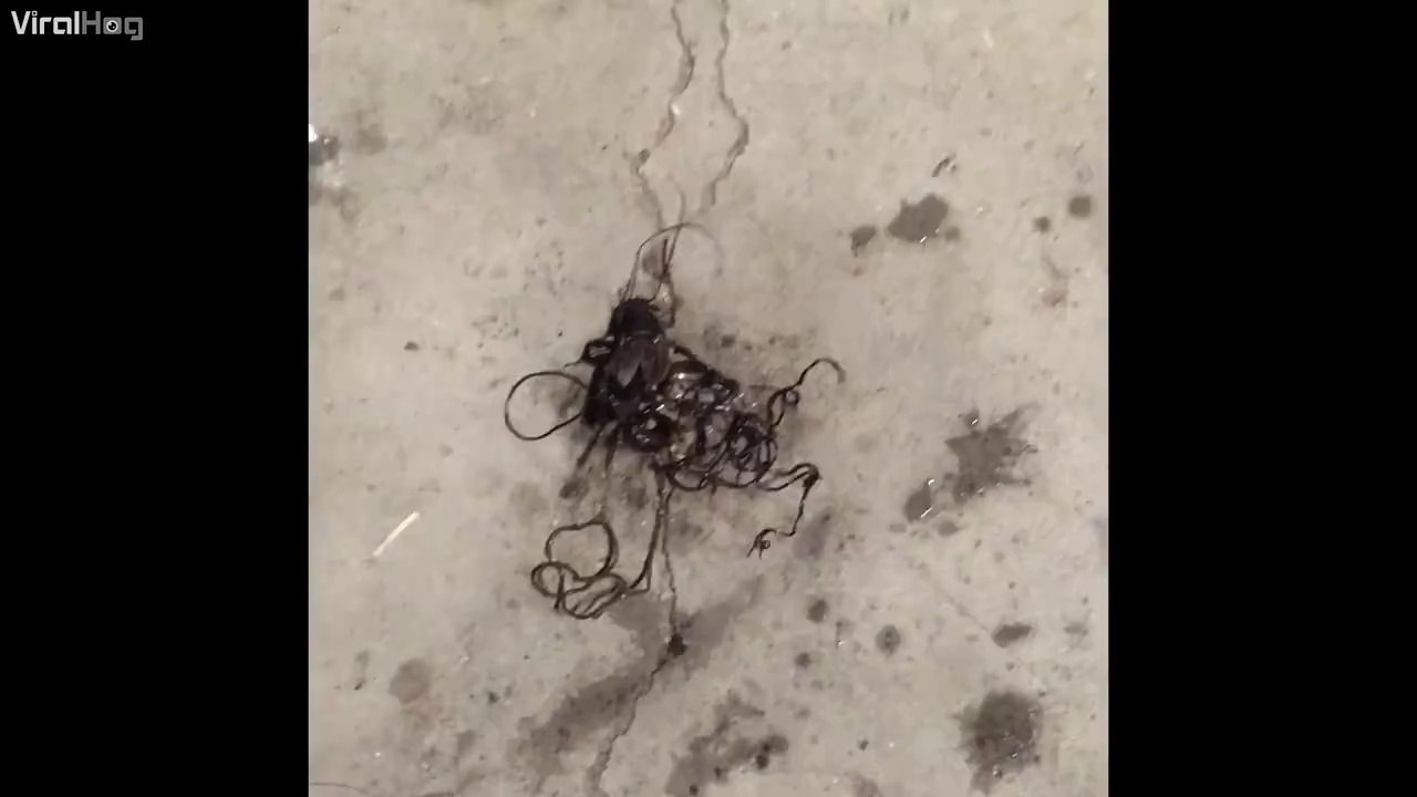 Ce criquet alien a des tentacules. Flippant