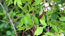 17-year Periodical Cicadas (M. septendecim) Brood V 2016 -- Cuyahoga Valley Nat'l Park, Ohio