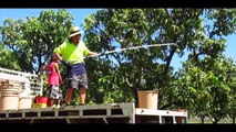 My Australia | Part 10 of 21 | Mango Farm | Fruit picking