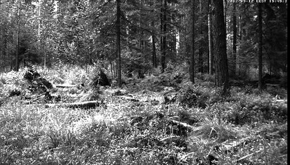 Karu Raccoons in the dark  2012-09-12 19:50