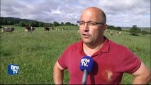 Doubs: les vaches déprimées par la météo