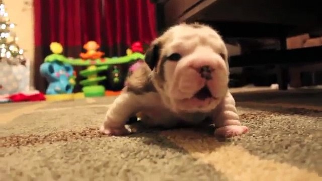 Questo Adorabile Bulldog Sta Per Muovere I Suoi Primi Passi... Non è Uno Spettacolo?