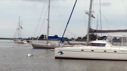 Sauvetage émouvant d'un raton laveur proche de la noyade !