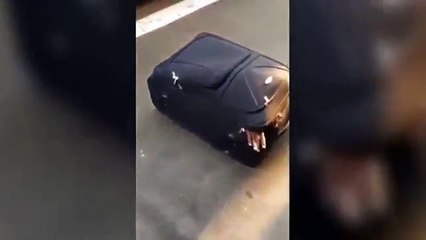 Des policiers surprennent un migrant caché dans une petite valise: le vidéo hallucinante