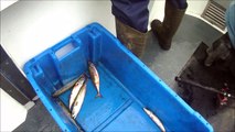 Mackerel sea Fishing, Donegal Bay. Ireland