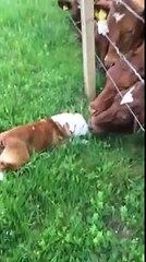 Un BullDog si avvicina al Recinto delle Mucche, Cosa SUCCEDERA'!?