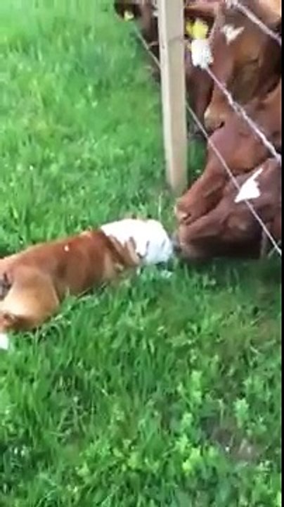 Un BullDog si avvicina al Recinto delle Mucche, Cosa SUCCEDERA'!?