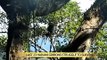 Last 23 Hainan gibbons struggle to survive