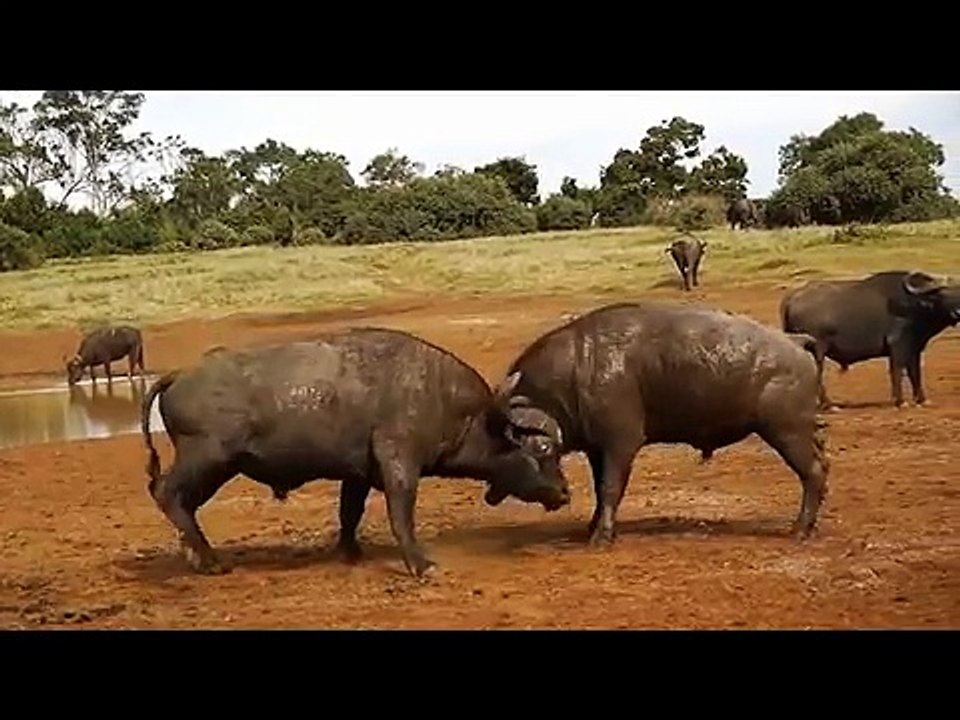 Fight Between Two Cape Buffalo