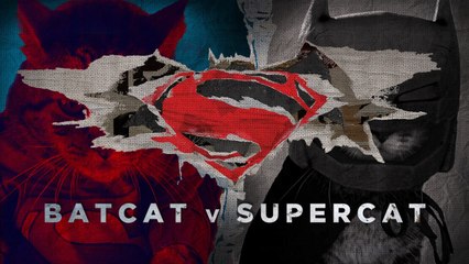 Batcat VS Supercat le court métrage qui parodie le blockbuster !
