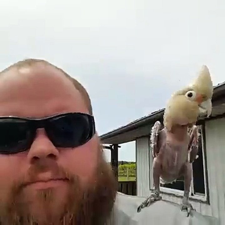 Un perroquet maltraité puis soigné a perdu toutes ses plumes mais danse comme un fou