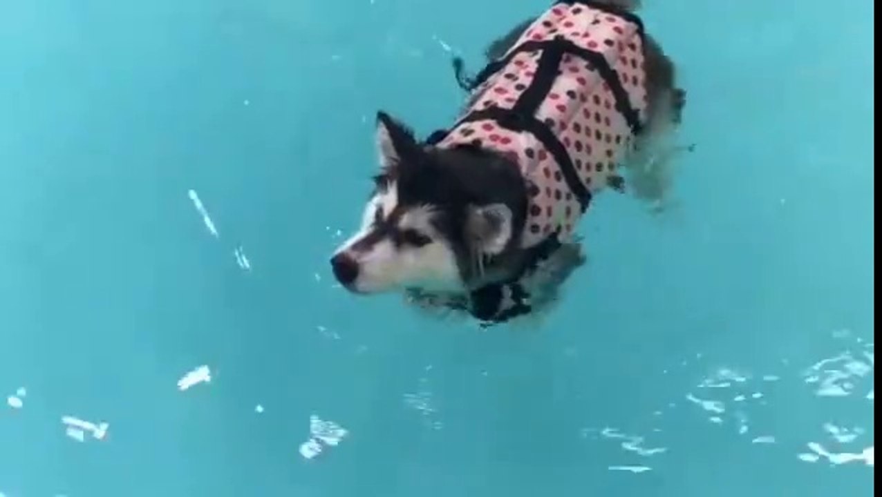 Premiere baignade pour ces chiots Husky. Adorable