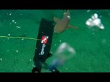 Man Chased by Shark While Spearfishing Off Florida Coast