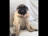 Adorable Pug Suddenly Remembers Something Important