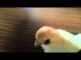 Eric the Cockatoo Refuses to Eat His Broccoli