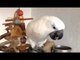 Harley the Cockatoo Is a Leftie and Proud