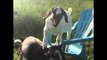 Goat Gives Friend a Hoof Back Rub
