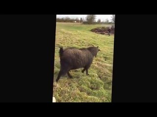 Needy Goat Just Wants Some New Friends