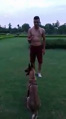 Professional dog trainers do not use protective gear