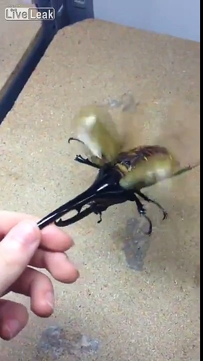 Le plus gros scarabée que vous n'ayez jamais vu