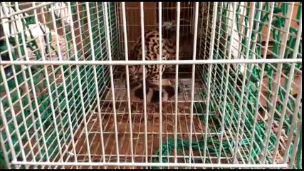 Polícia captura e devolve jaguatirica ao seu habitat