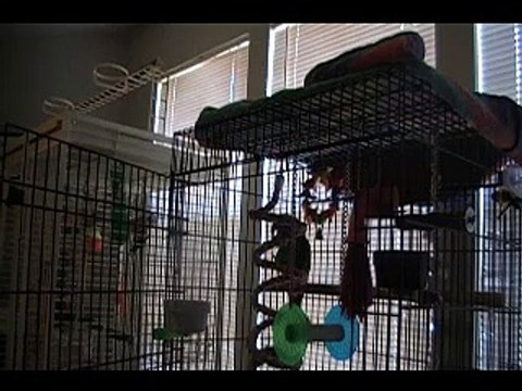 Ce perroquet chante une chanson d'un groupe métal américain Drowning Pool