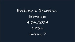 Brzotin, 4 04 2014, 19 26  Intruz ?