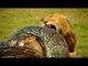 Lion VS Snake Fight to Death - Most Amazing Wild Animal Attacks