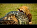 Lion VS Snake Fight to Death - Most Amazing Wild Animal Attacks