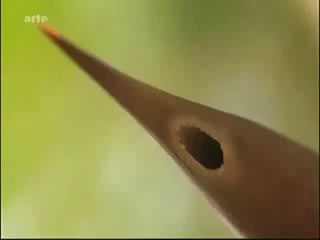 Intéressantes similitudes entre les animaux et les végétaux.